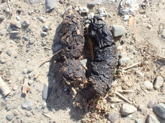 Urocyon cinereoargenteus