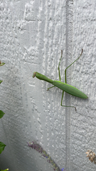 Mantidae