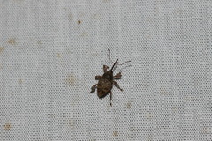Curculio glandium