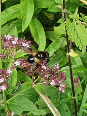 Volucella pellucens
