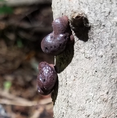 Daldinia childiae