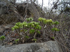 Peperomia dolabriformis