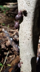 Daldinia childiae