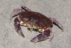 Metacarcinus anthonyi