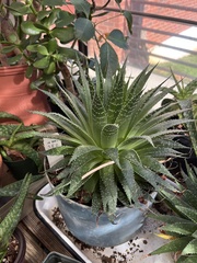 Aristaloe