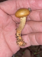 Suillus salmonicolor