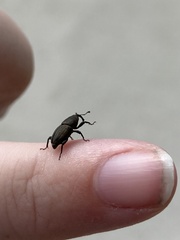 Sphenophorus parvulus
