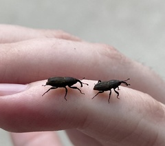 Sphenophorus parvulus