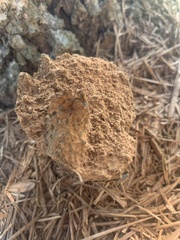 Pisolithus tinctorius