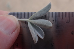 Lupinus tidestromii