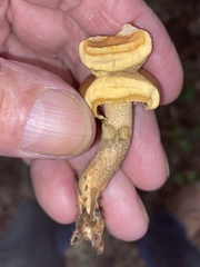 Suillus salmonicolor