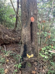 Kretzschmaria deusta