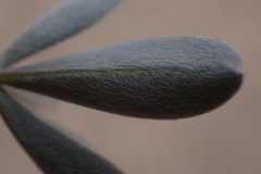 Lupinus tidestromii
