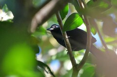 Tachyphonus coronatus