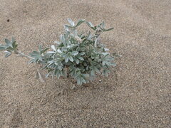 Lupinus tidestromii