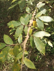 Ulmus alata