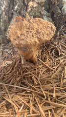 Pisolithus tinctorius