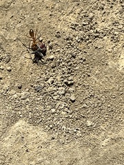 Formica pallidefulva