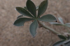 Lupinus tidestromii