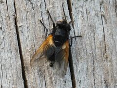 Mesembrina meridiana