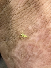 Lyssomanes viridis