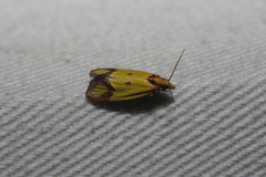 Agapeta zoegana