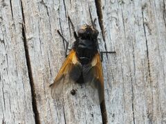 Mesembrina meridiana