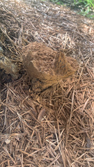 Pisolithus tinctorius