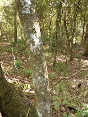 Ulmus alata