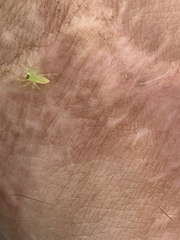 Lyssomanes viridis