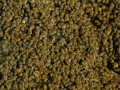 Hexanauplia