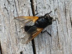 Mesembrina meridiana