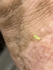 Lyssomanes viridis