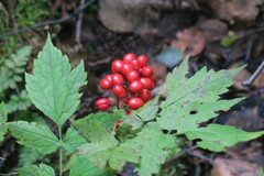 Actaea