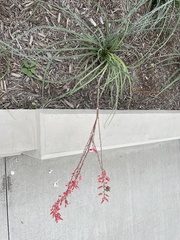 Hesperaloe