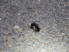 Pentodontini