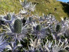 Eryngium alpinum