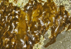 Desmarestia ligulata