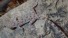 Cyrtopodion scabrum