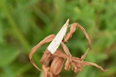 Crambus