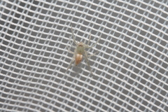 Clubionidae