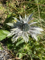 Eryngium alpinum
