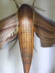 Xylophanes tersa