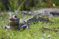 Caiman yacare