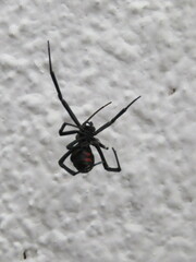Latrodectus