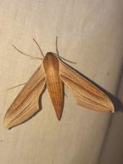 Xylophanes tersa