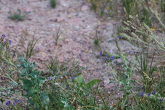 Anchusa officinalis