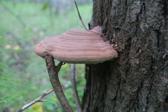 Ganoderma applanatum