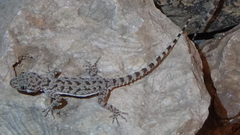 Cyrtopodion scabrum