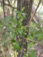 Sideroxylon celastrinum